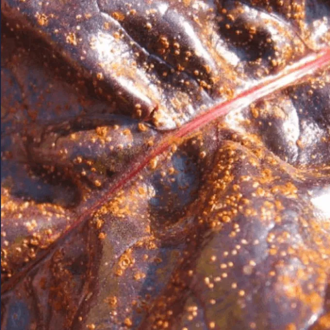 Beet rust