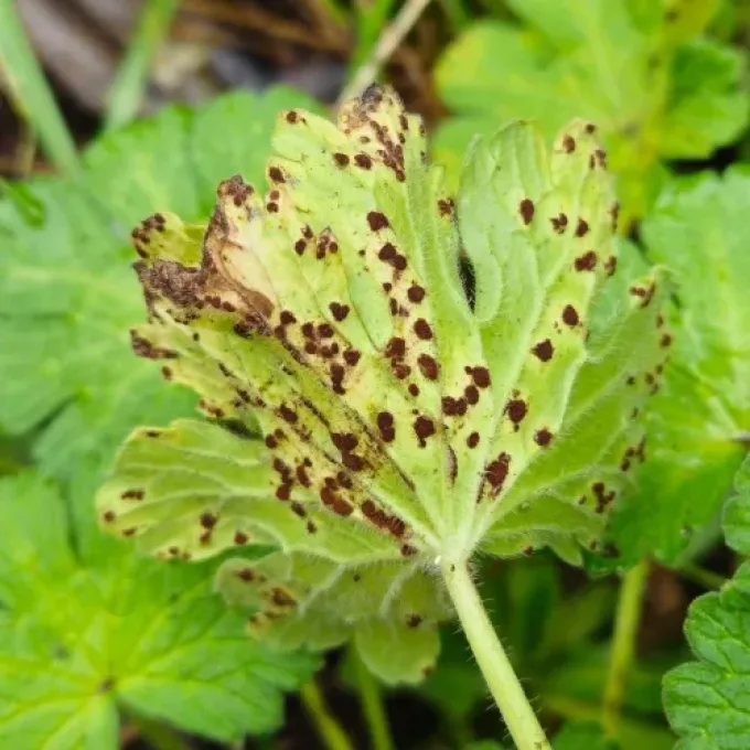 Geranium rust