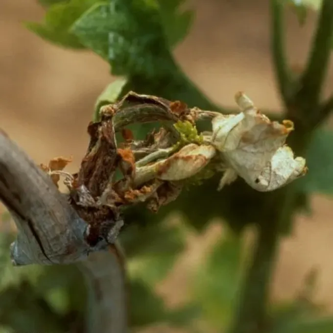 Diaporthe wilt of grapevine