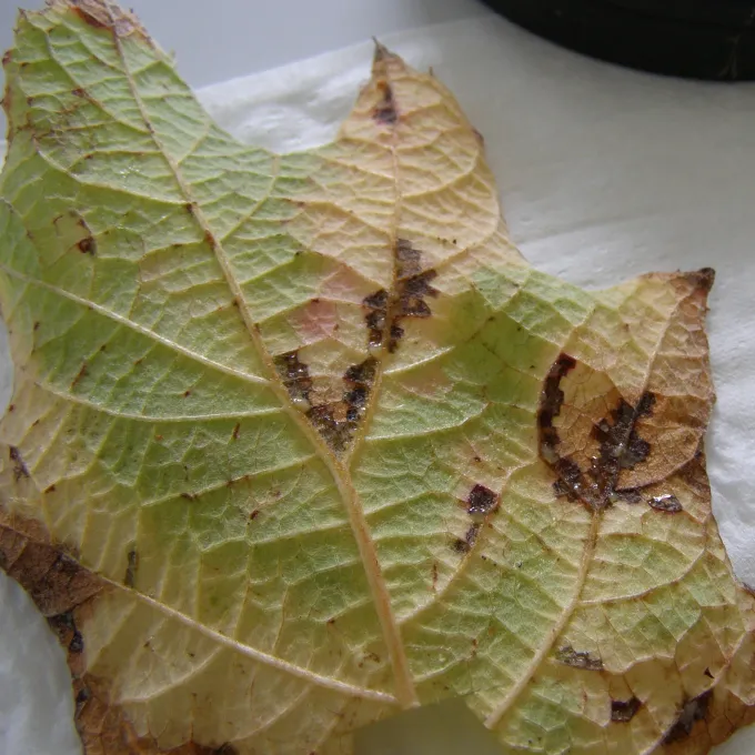 Bacterial wilt of hydrangea