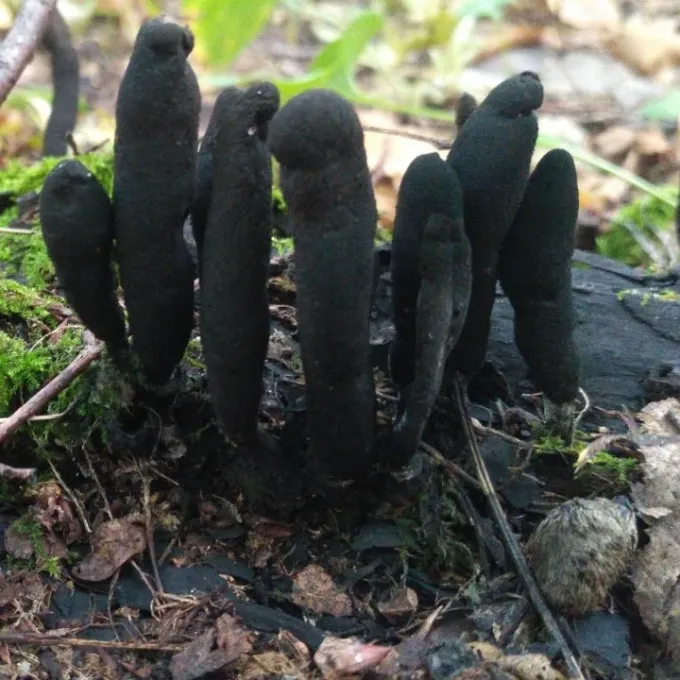 Ксилария многообразная
