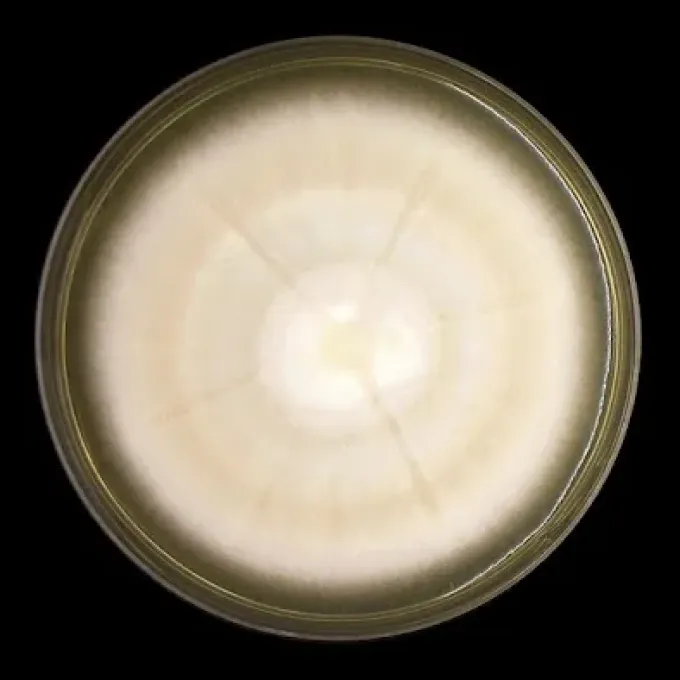 Microsporum audouinii