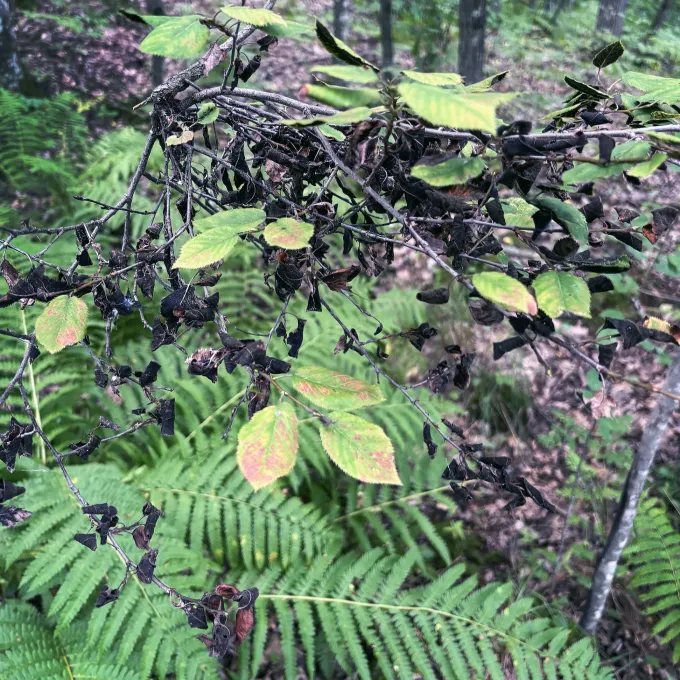 Witches' broom of serviceberry