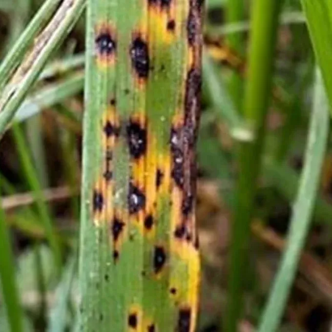 Barley heterosporiosis