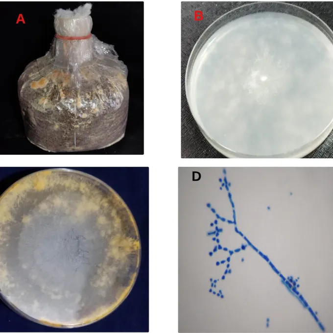 Neurospora sitophila