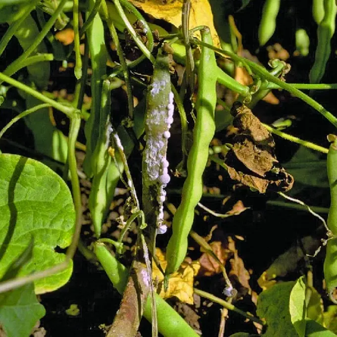 Sporidesmium sclerotivorum