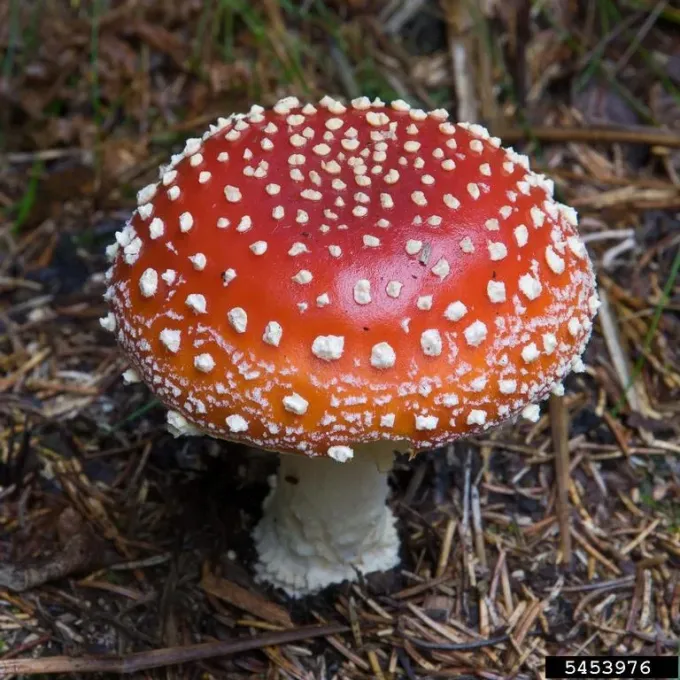Amanitaceae