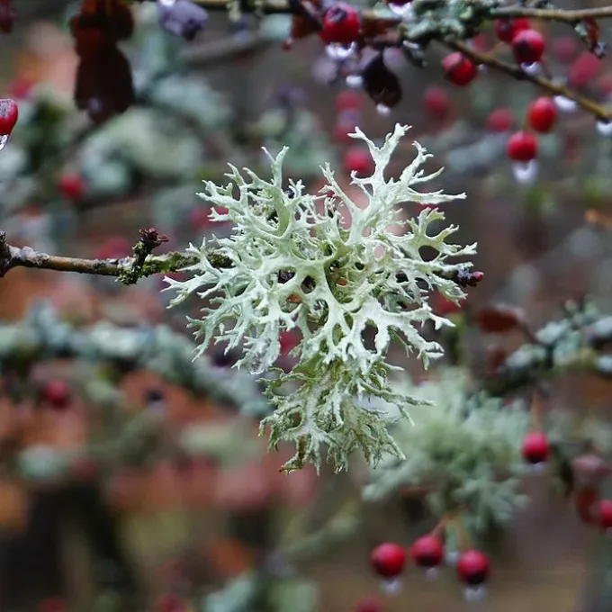 Cetraria (Lichen)