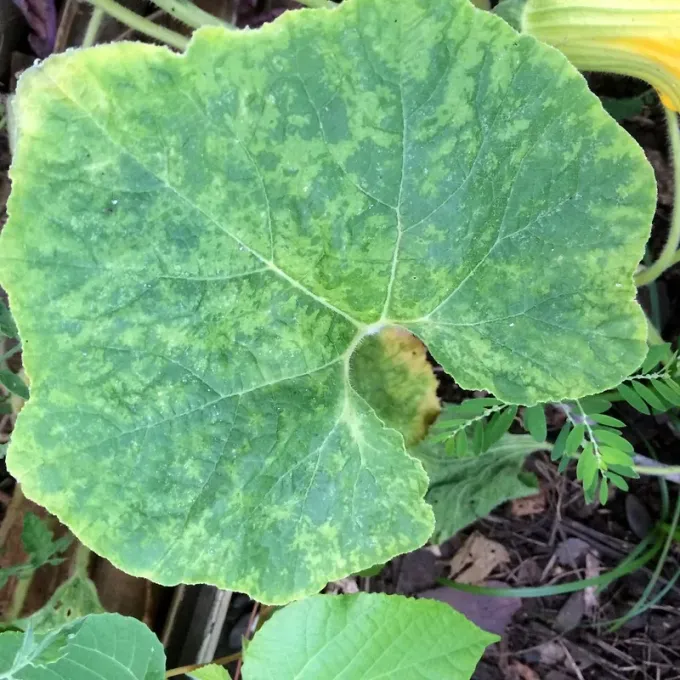Cucumovirus