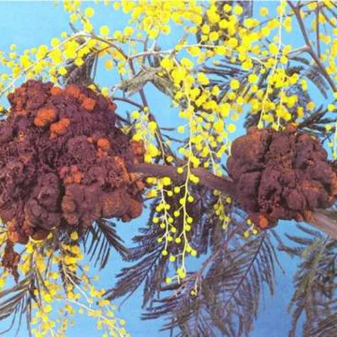 Acacia gall rust