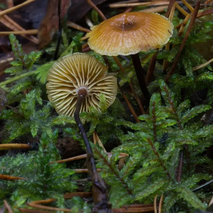 Xeromphalina cauticinalis