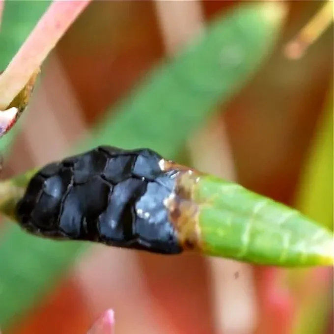 Andromeda leaf spot
