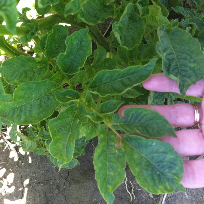 Potato virus Y