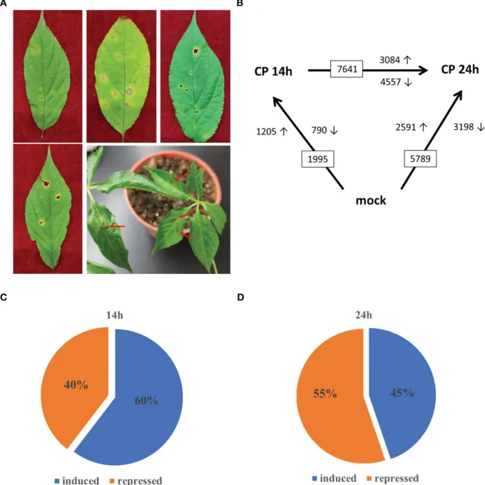 Ginseng anthracnose