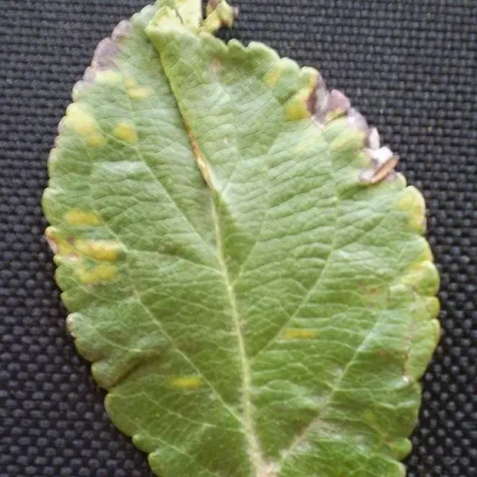 Apple chlorotic leaf spot