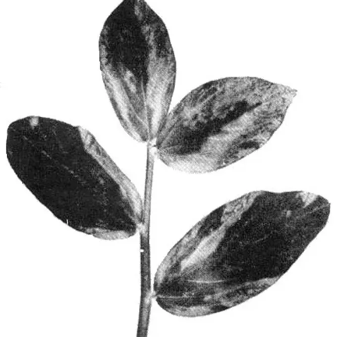 Brome mosaic virus