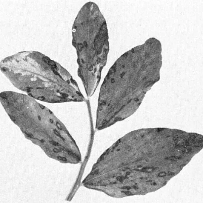 Vicia pomovirus