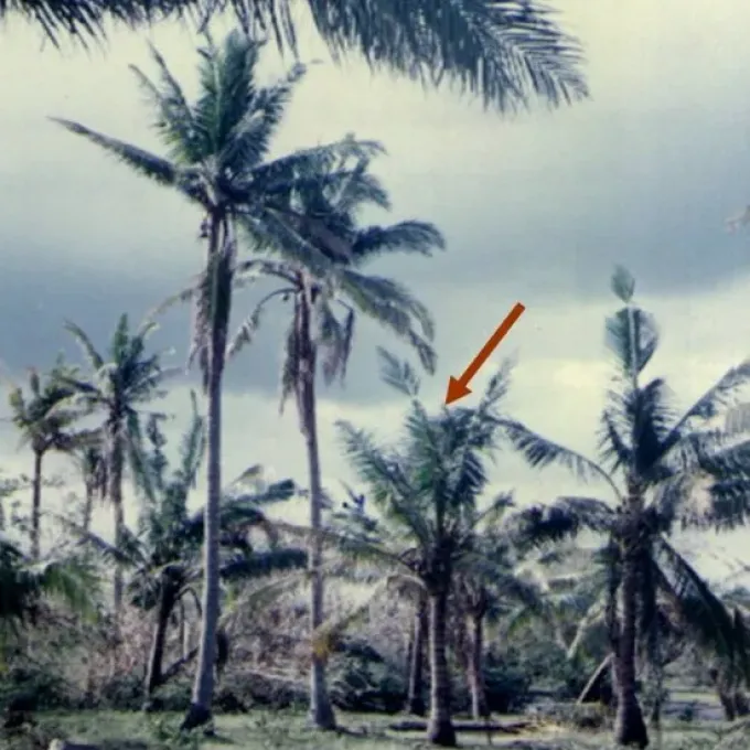 Coconut cadang-cadang