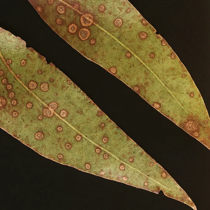 Дідімелльоз евкаліпта