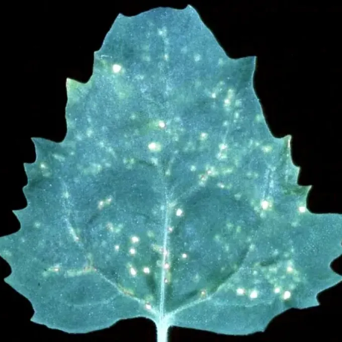 Heracleum latent virus