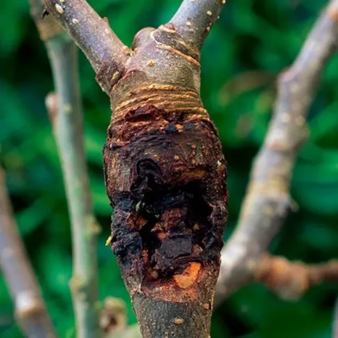 Pear bark necrosis