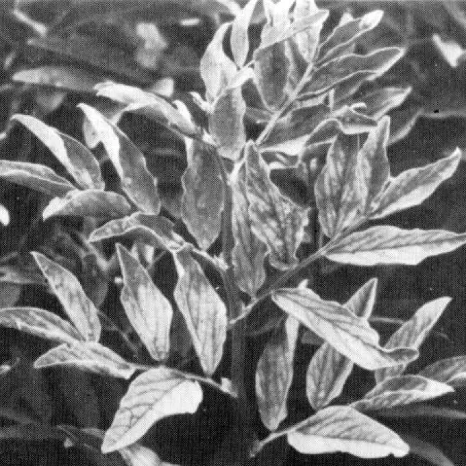 Soybean yellow dwarf virus
