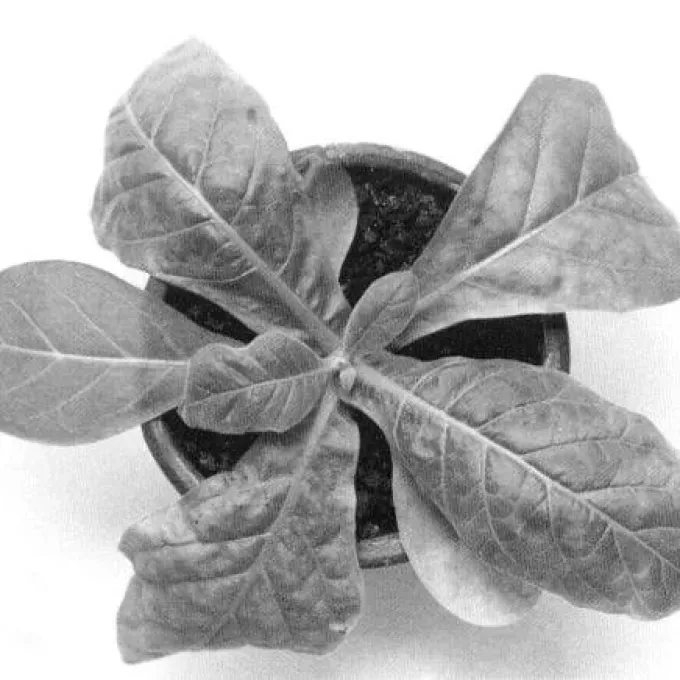 Tobacco leaf curl virus