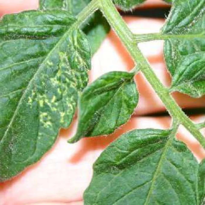 Tomato ringspot virus