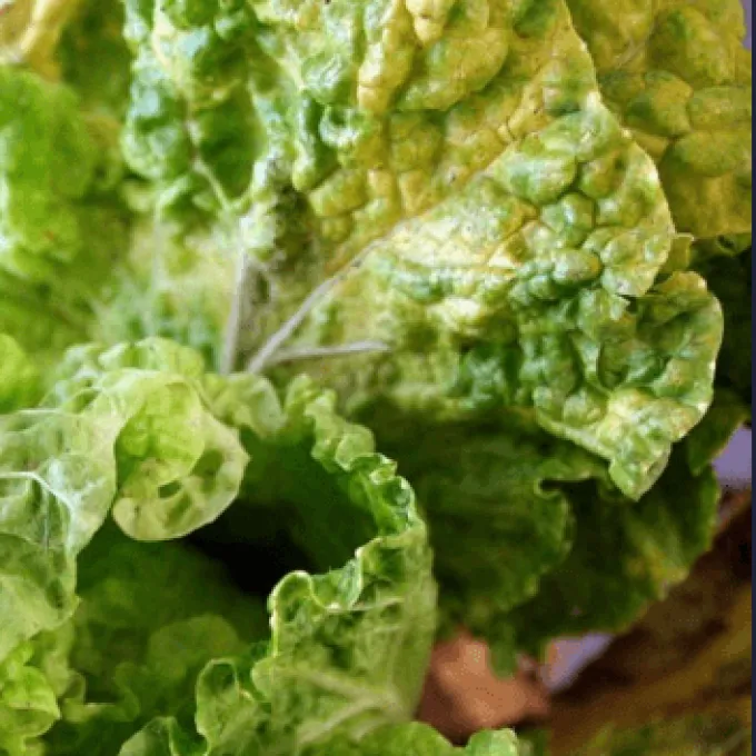 Turnip mosaic virus
