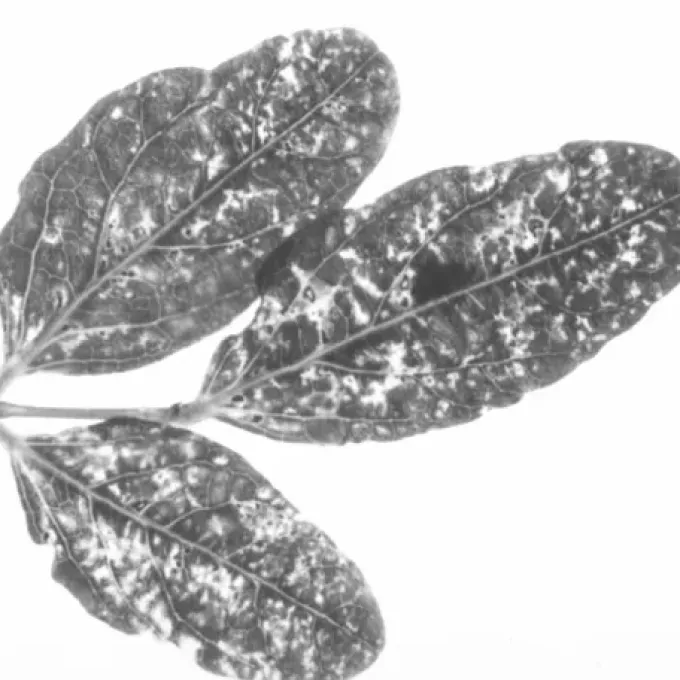 Voandzeia mosaic virus
