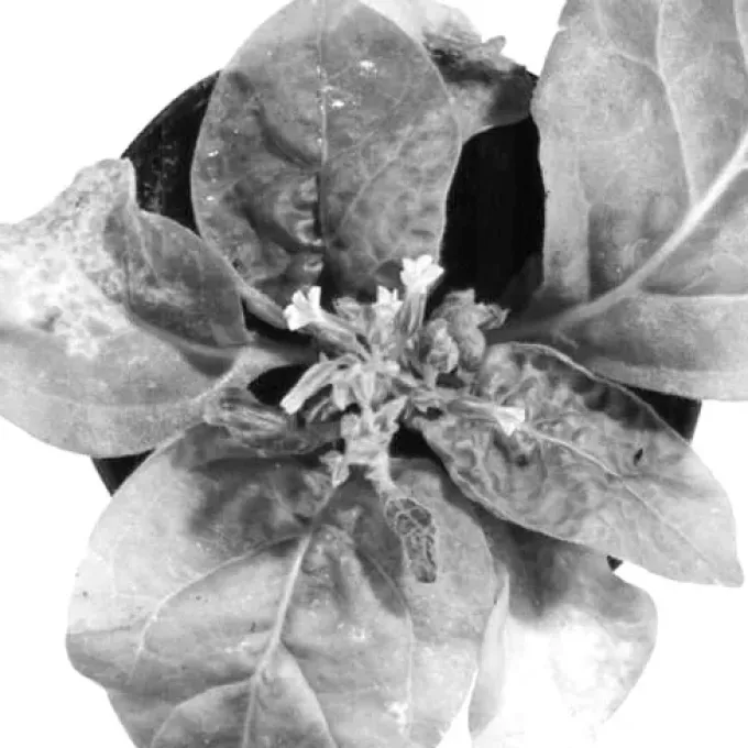 Transient mosaic virus