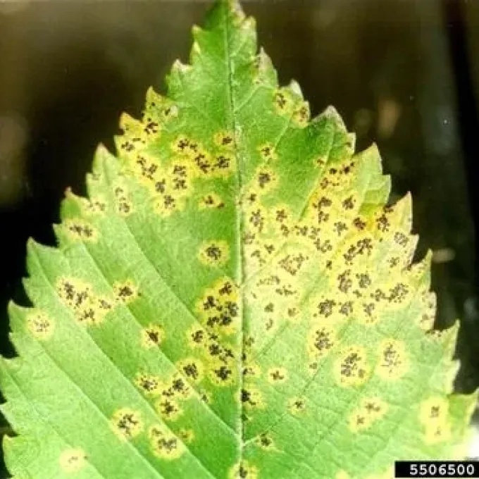 Stegophora leaf spot