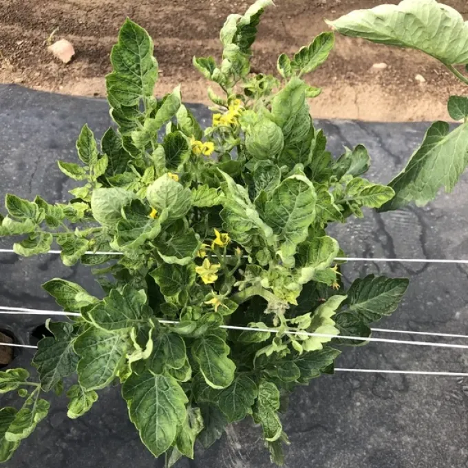 Tomato yellow leaf curl