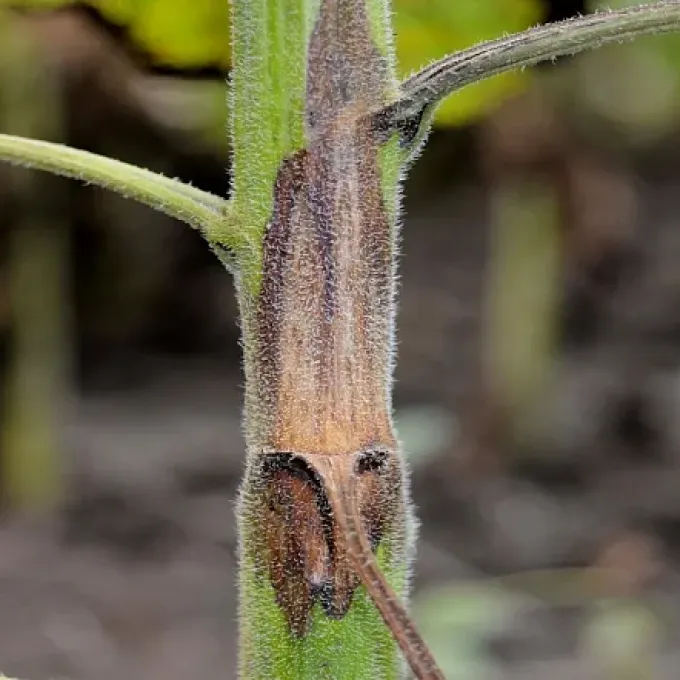 Phomopsis stem blight