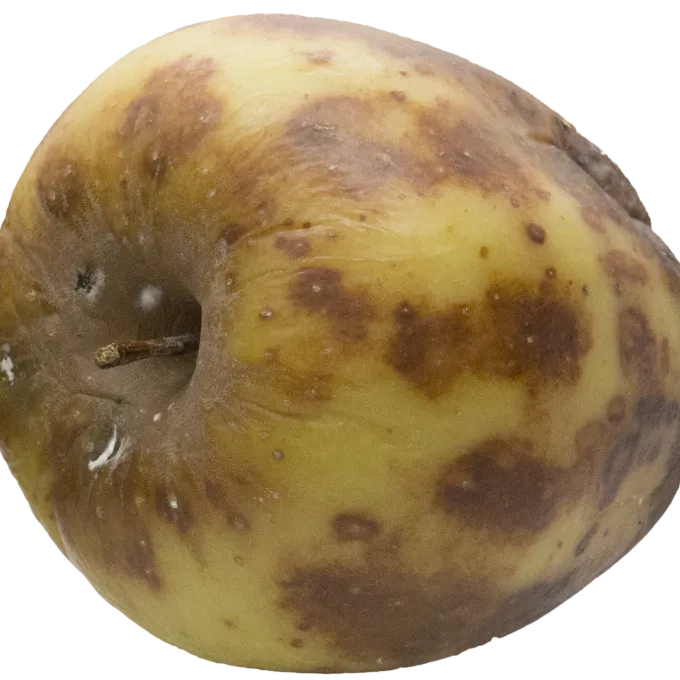 Pear dieback