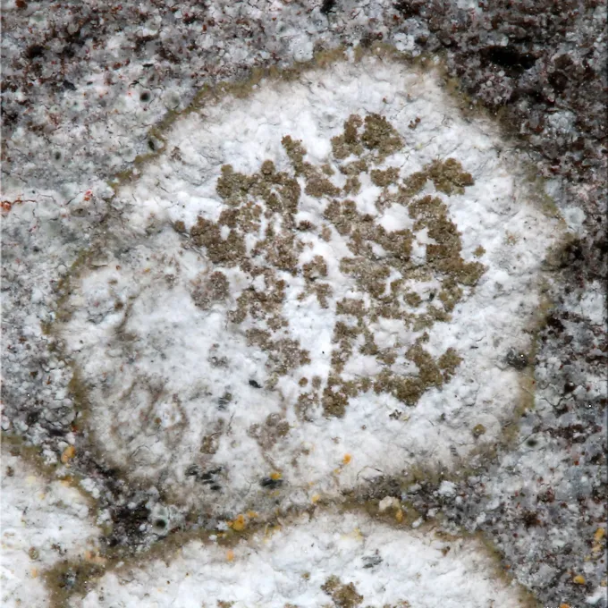 Dirina stenhammarii