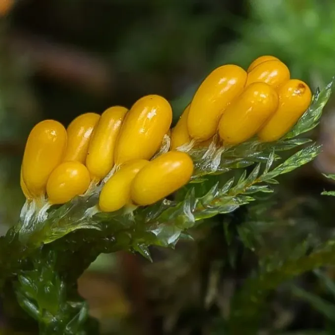 Leocarpus fragilis