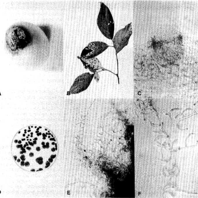 Septoria leaf spot of cornel