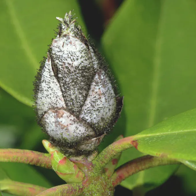 Seifertia shangrilaensis