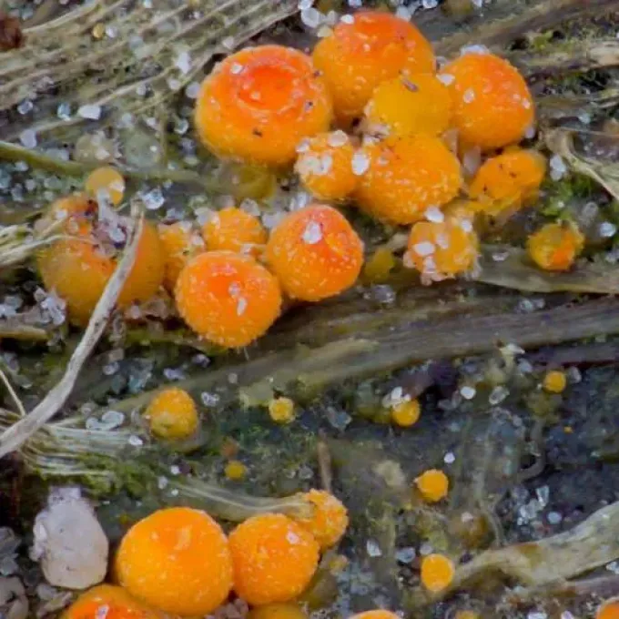 Byssonectria fusispora
