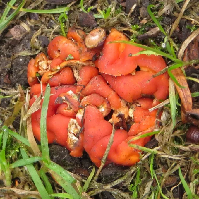 Paurocotylis