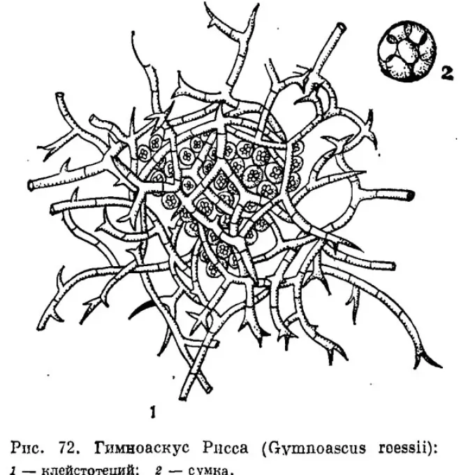 Гимноаскус Рис
