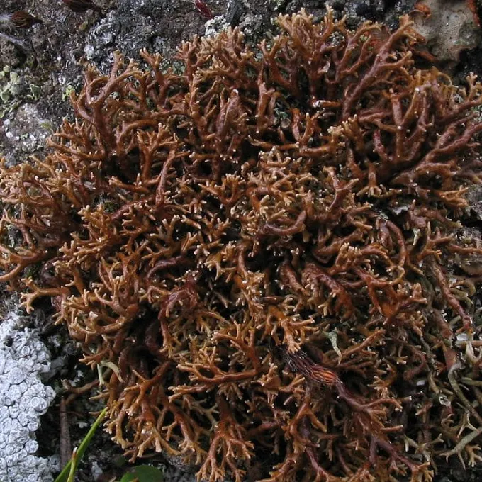 Sphaerophoraceae lichens