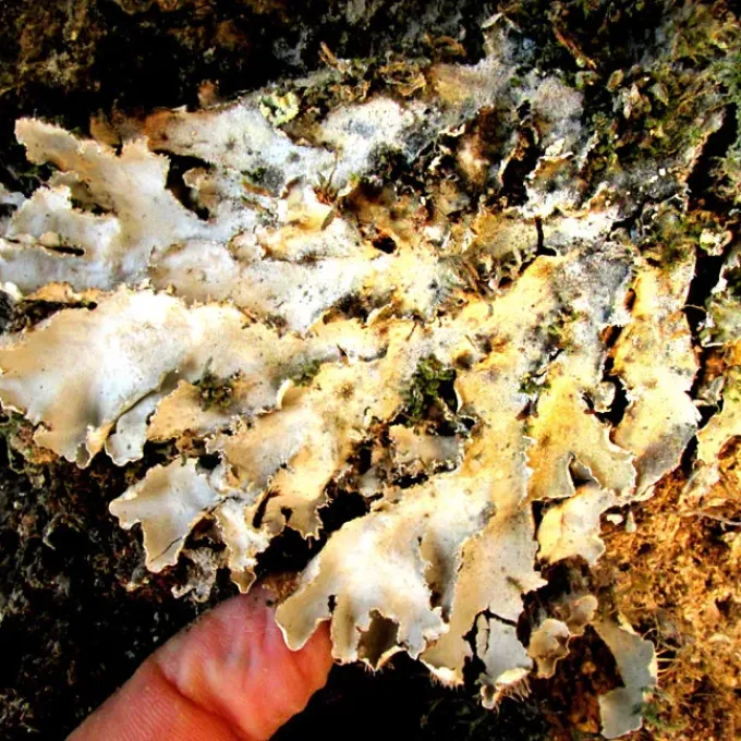 Cetrelia
