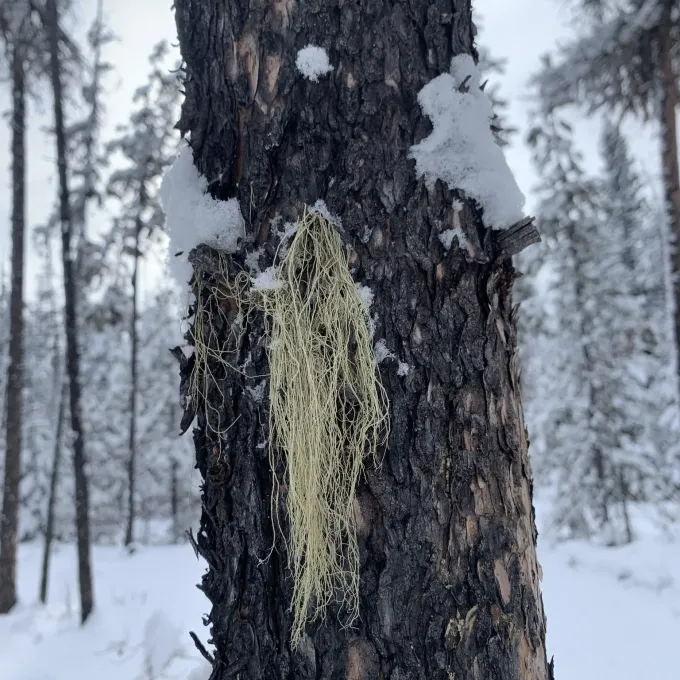 Алекторія