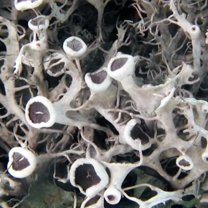 Fringed ruffle lichen