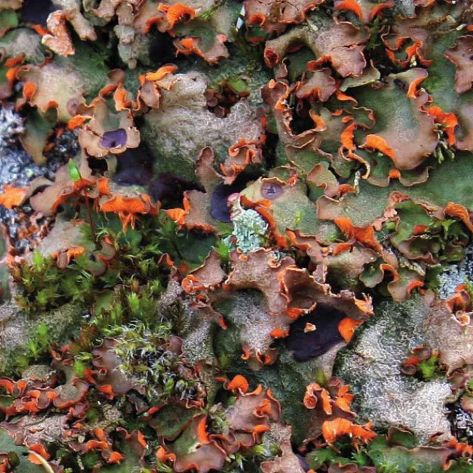 Solorina crocea