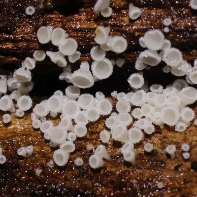 Lachnum virgineum