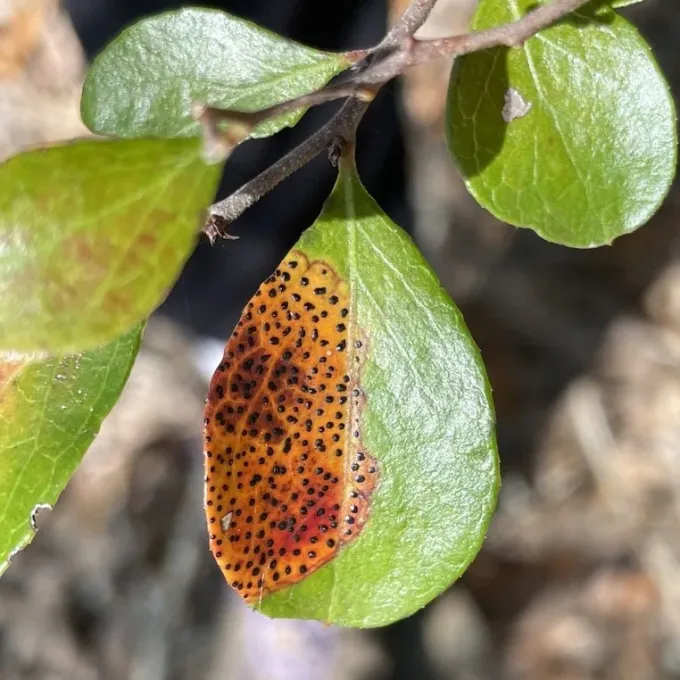 Blueberry leaf spot