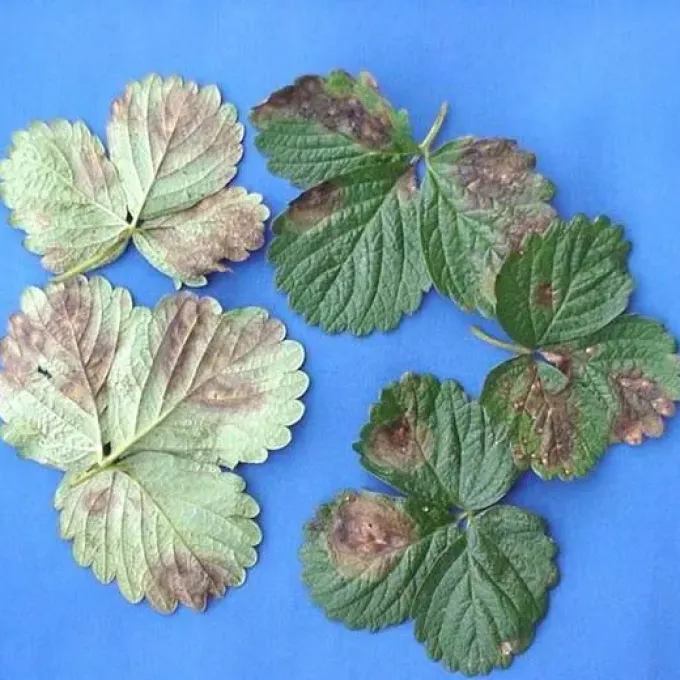 Gnomonia leaf spot